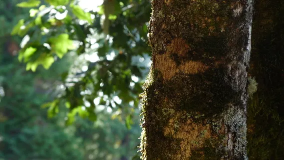 树，框架，叶子，树干，植物，树干，生长，聚焦前景