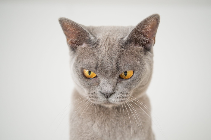 猫，脸，愤怒，有趣，宠物，动物，肖像，毛皮