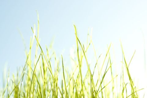 草，夏天，背景，春天，天空，田野，花，药草