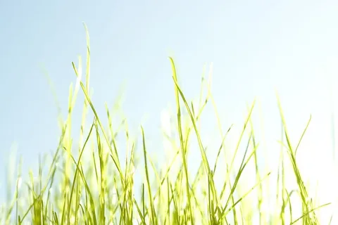 草，夏天，背景，春天，天空，田野，花，药草