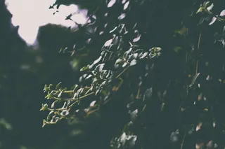 茎，叶，暗，户外，植物，自然，没有人，自然之美