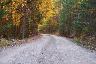 秋天，季节，风景，自然，美丽，背景，户外，枯叶