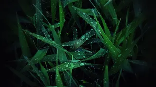 绿色，植物，草，叶，植物，芦荟，罐子，花瓶