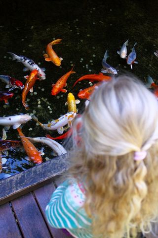 澳大利亚，莫斯曼，塔龙加动物园，金发，俯视，锦鲤，鲤鱼，华丽