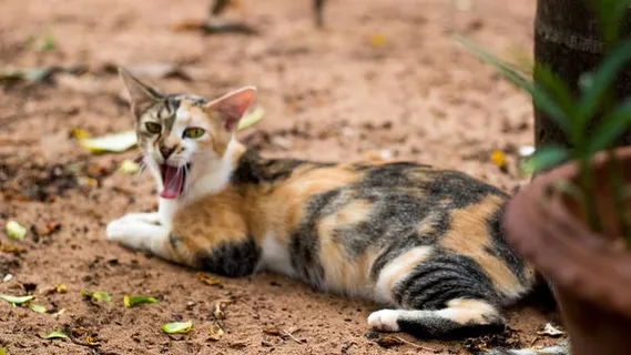 印度，普杜切里，森林，树木，度假村，咆哮，猫