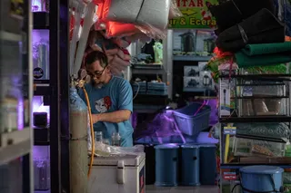 人，人，泗水，印度尼西亚，pasar ikan hias gunung sari，货架，市场，服装