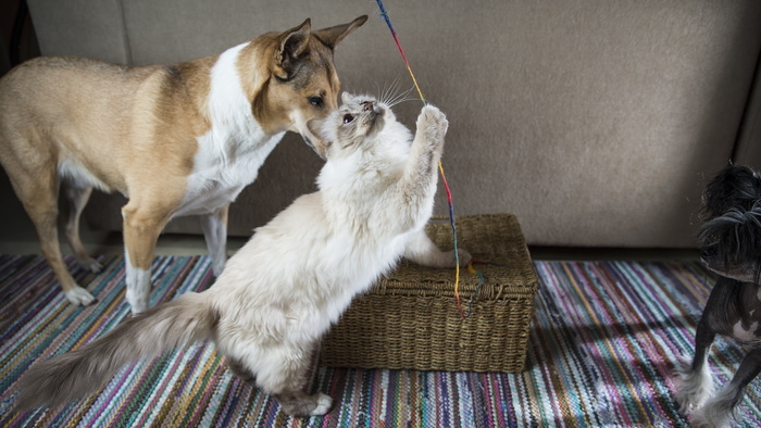 白色，灰色，土耳其猫，旁边，短毛，棕色，狗，猫