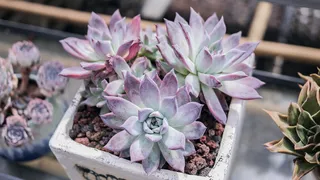 白锅三个多肉棘球绦虫