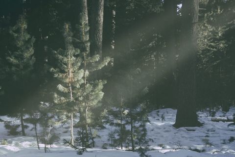 蒙古，乌兰巴托，森林，尼斯，阳光，雪，树木，冬天