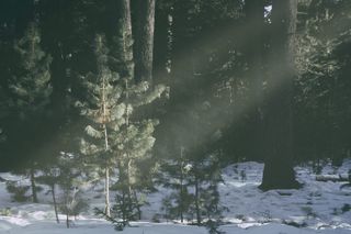 蒙古，乌兰巴托，森林，尼斯，阳光，雪，树木，冬天