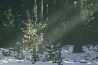 蒙古，乌兰巴托，森林，尼斯，阳光，雪，树木，冬天