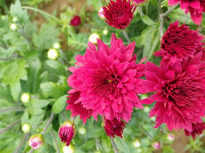 花，植物，花朵，大丽花，紫菀，花瓣，雏菊，雏菊