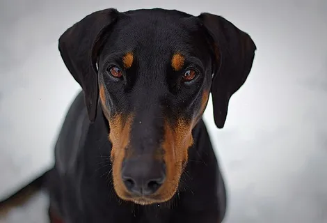 成年黑褐色杜宾犬Pinscher特写摄影 成年黑褐色杜宾犬Pinscher特写摄影