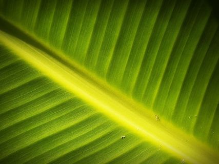 自然、图案、植物、叶子、特写、新鲜、绿色、线条 自然、图案、植物、叶子、特写、新鲜、绿色、线条