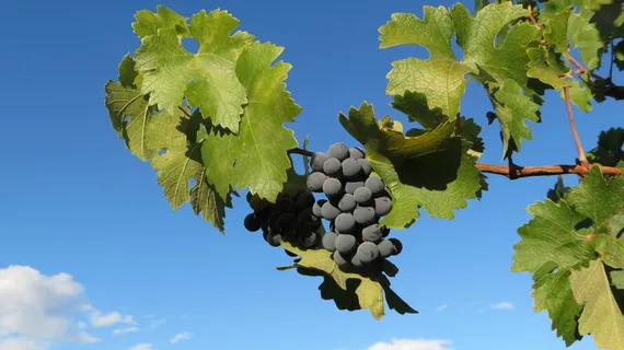 葡萄园，纳帕，山谷，食品和饮料，健康饮食，水果，天空，食物