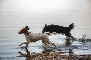 爱尔兰塞特犬、杂种犬、狗、动物、动物主题、哺乳动物、宠物、狗