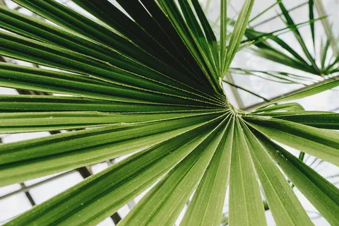 自然,夏天,花园,植物,美丽,开花,植物,明亮 自然,夏天,花园,植物,美丽,开花,植物,明亮