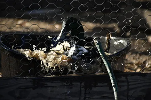 黑鸭、动物、宠物、哺乳动物、猫、鸟、水禽、食品