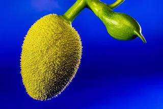 杰克，小菠萝蜜，杰克果，热带，近距离，食品和饮料，健康饮食，食品