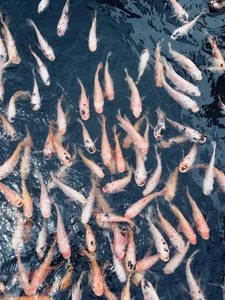 鱼、河流、大自然、斯里兰卡、水、锦鲤鱼、锦鲤池、大型动物群