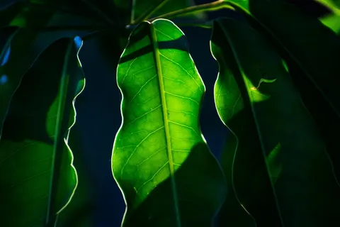 希腊，chrani，花，叶，叶，植物，光，阳光