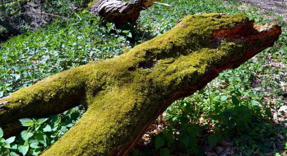 原木，树，部落，腐烂，懒惰，绿色，枯萎，苔藓