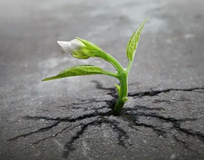 绿色植物,萌芽,植物,生长,沥青,裂缝,生长,测定 绿色植物,萌芽,植物,生长,沥青,裂缝,生长,测定