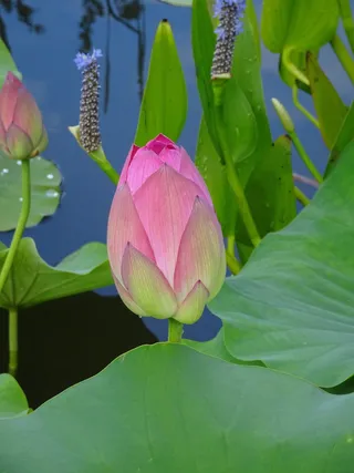 水上花园、荷花、粉色、花朵、开花植物、植物、叶子、大自然之美