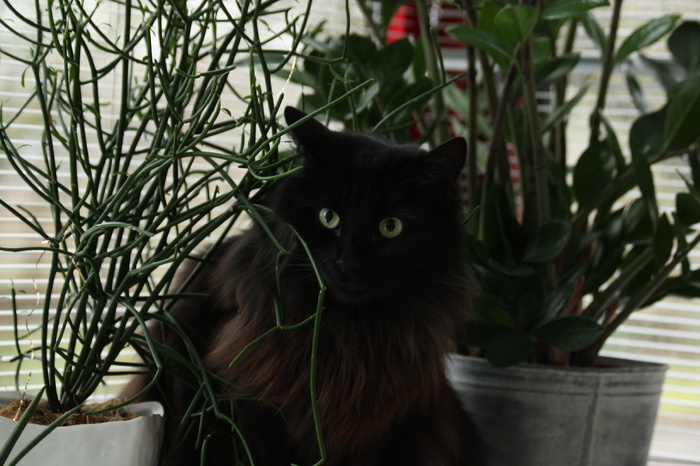 法国、法国、法国、法国、基蒂猫、黑色、自然、绿色、猫