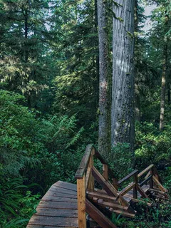 加拿大，自然逃脱，逃脱，和平，绿色，绿色，树木，雨林