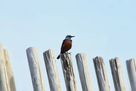 动物，天空，海滩，小鸟，法蓝，野鸟，野生动物，天然
