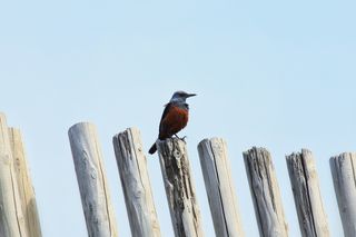 动物，天空，海滩，小鸟，法蓝，野鸟，野生动物，天然