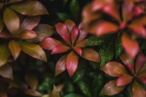 树叶的特写照片