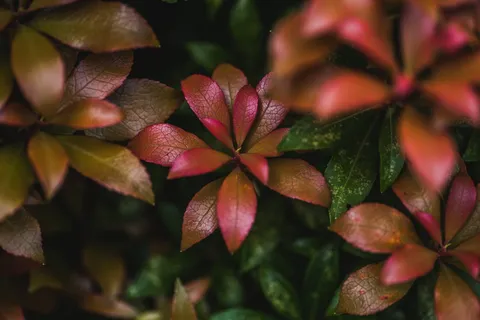 树叶的特写照片 树叶的特写照片