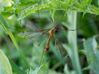 棕色昆虫，动物，无脊椎动物，昆虫，蜻蜓，异翅目，蟋蟀昆虫，蚜虫