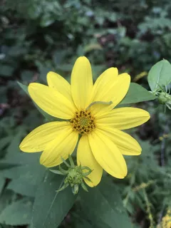 黄色,花朵,花朵,春天,夏天,自然,植物,开花 黄色,花朵,花朵,春天,夏天,自然,植物,开花