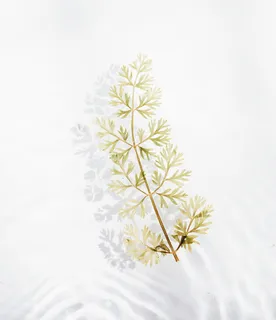 绿色的叶子和棕色的树枝