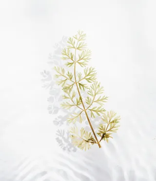 绿色的叶子和棕色的树枝