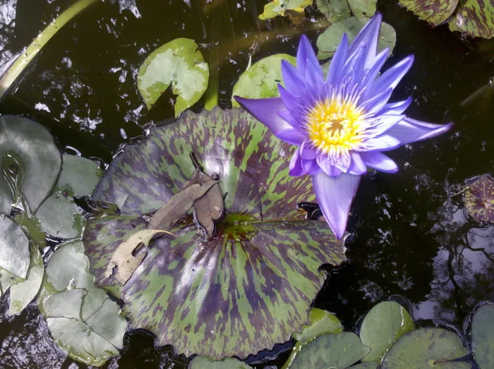 澳大利亚、帕丁顿、丁香、紫花、池塘、美丽、自然、水