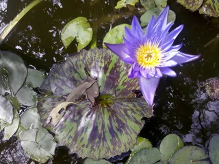 澳大利亚、帕丁顿、丁香、紫花、池塘、美丽、自然、水