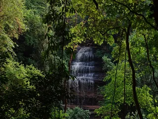 木材、自然、树木、水体、树叶、景观、雨林、里约