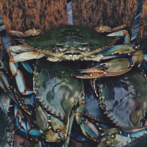 螃蟹，小龙虾，小龙虾，动物，海洋，自然，动物群，食物
