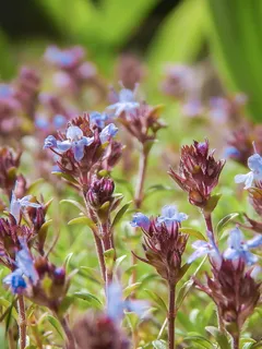 百里香,开花,花朵,活的自然,自然,春天,丁香,花朵 百里香,开花,花朵,活的自然,自然,春天,丁香,花朵