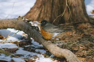 美国，纽约，自然，春天，冬天，树枝，树叶，覆盖物