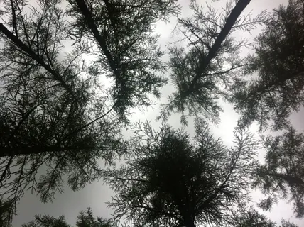 树梢, 不寻常, 观点, 树, 植物, 低角度视图, 增长, 自然之美 树梢, 不寻常, 观点, 树, 植物, 低角度视图, 增长, 自然之美