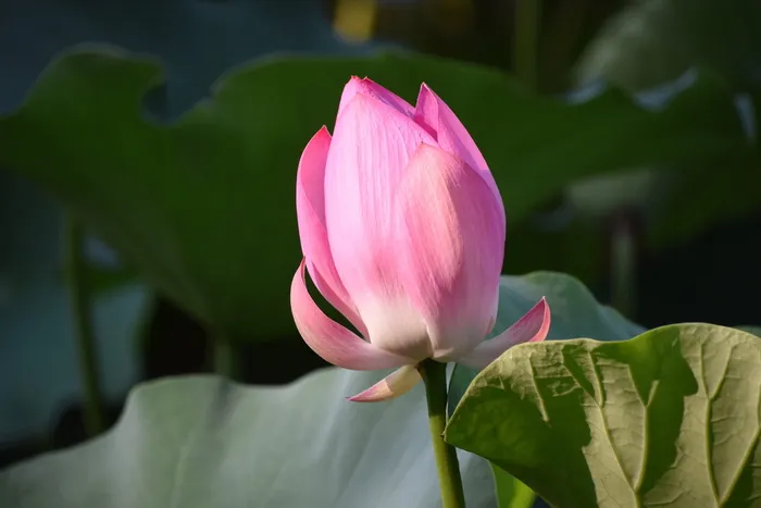 粉红莲花、花蕾、花朵、夏季、开花植物、自然之美、清新、脆弱