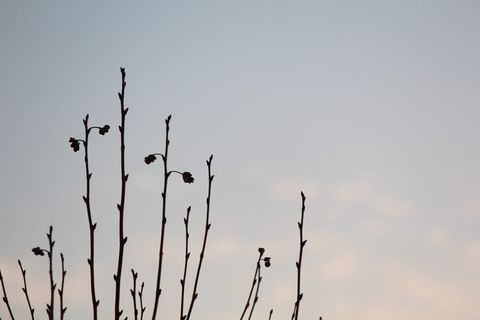 乌拉圭，蒙得维的亚，树，天空，和平，简单，自然，对比