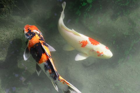 日本、京都、白、锦鲤、鱼、红白、阴阳、鲤鱼