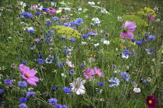 Fleurs, Fleury, 休耕, fleurs des champs, 花, 增长, 自然, 植物学