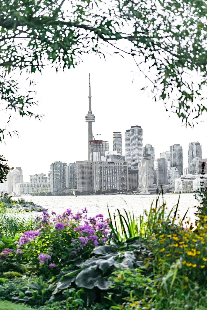 城市，水，天际线，花卉，建筑，城市景观，cn塔，植物群